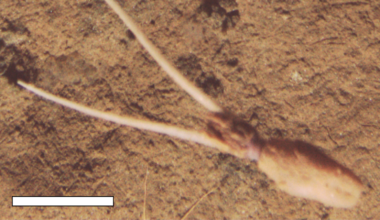 'Very novel and very puzzling': Unknown species of squid spotted burying itself upside down, pretending to be a plant