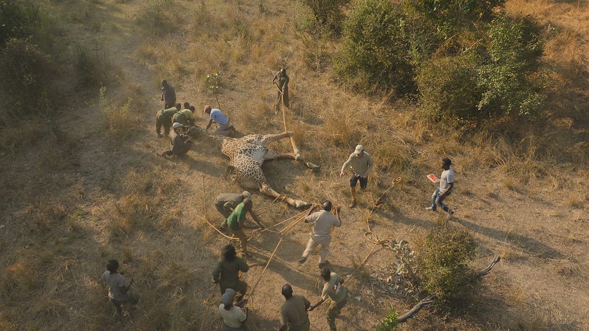 BBC One - Kingdom - Expect the unexpected: Bringing down a giant