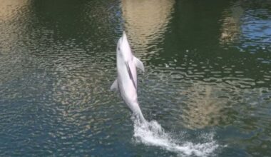 $17m Patawalonga gates flipped open at dolphin hot spot - News