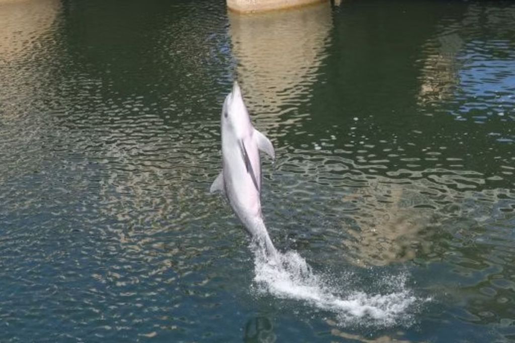 $17m Patawalonga gates flipped open at dolphin hot spot - News