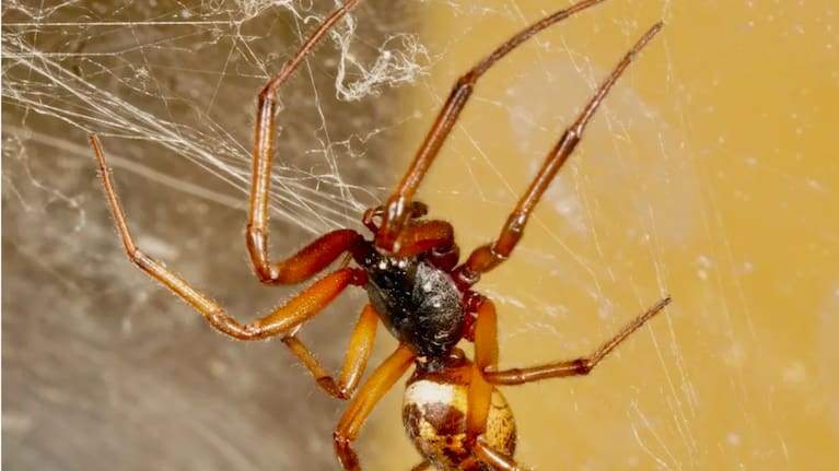 Photo: Supplied / Professor Steve Trewick