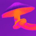 magic mushrooms psychedelics