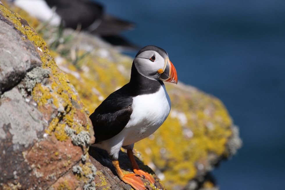 Puffin