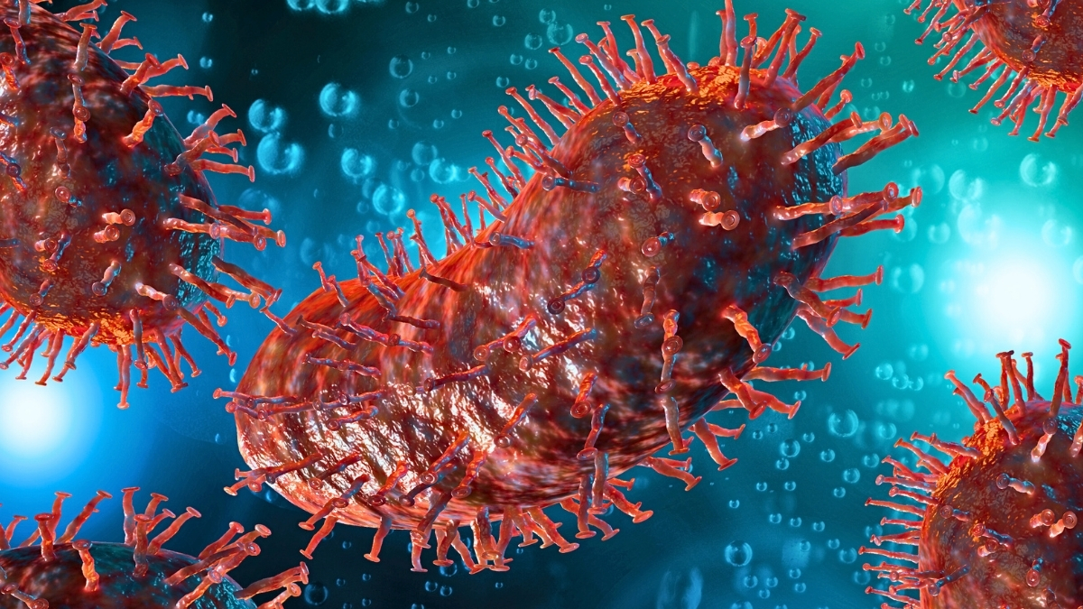 US Man Dies From Rabies After Receiving Infected Kidney : ScienceAlert