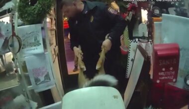 Deer Warned to 'Lay off the Eggnog' After Crashing into Christmas Store
