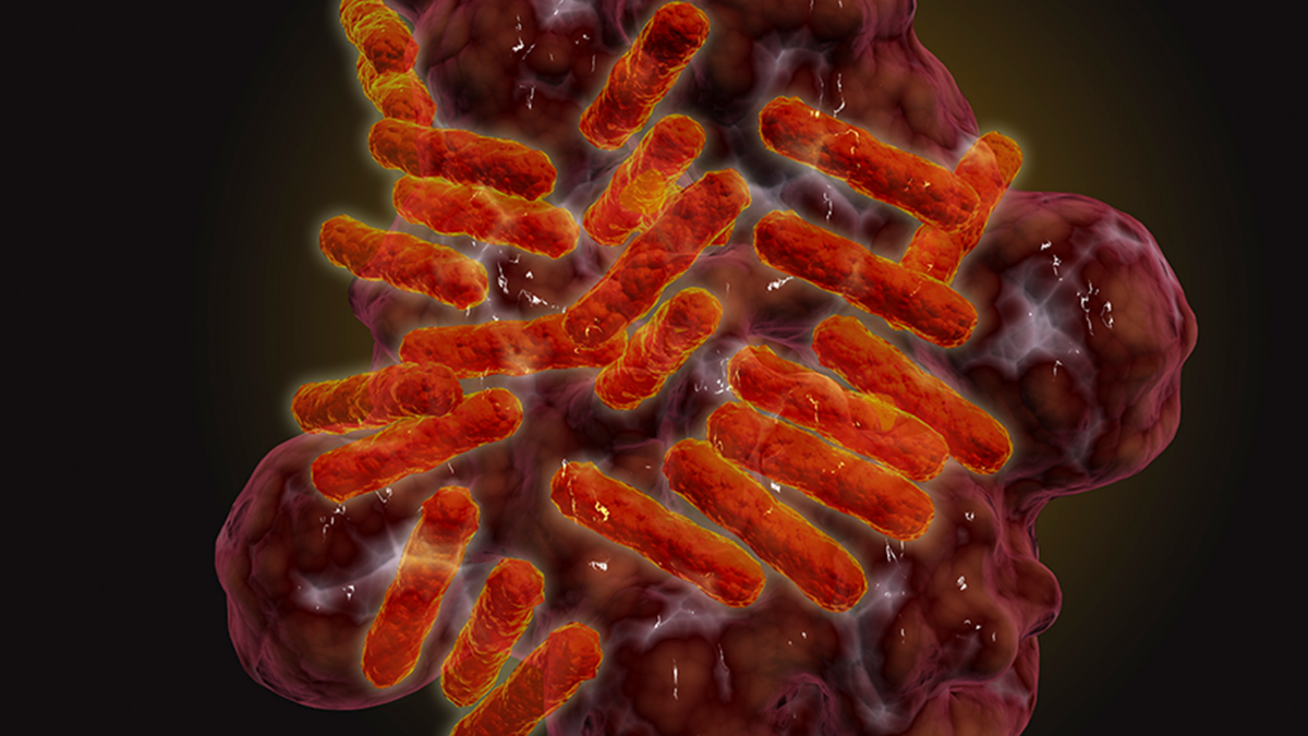 New Tick-Borne Disease Discovered in Dogs May Pose a Risk to Humans : ScienceAlert