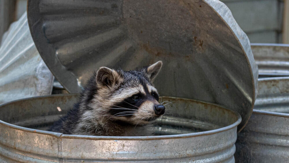 Photo: Ian Fox, Shutterstock דביבון בפח אשפה