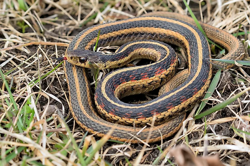 Common garter snake (Thamnophis sirtalis).