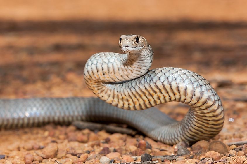 Australian Eastern Brown Snake 