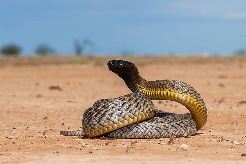 Inland Taipan in strike position