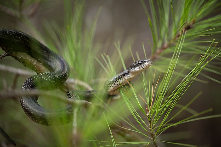 An eastern rat snake climbing pine needles.
