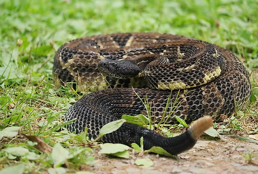 Gorgeous Timber Rattlesnake in its black phase.