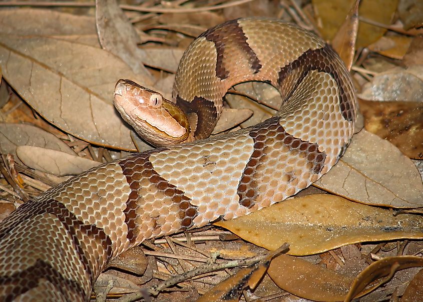 Copperhead snake