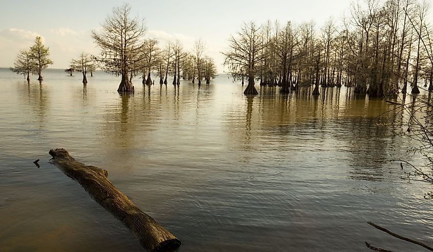 Bald cypress trees with very young needles stand at the edge of Lake Marion in the Santee National Wildlife Refuge in Summerton, South Carolina.