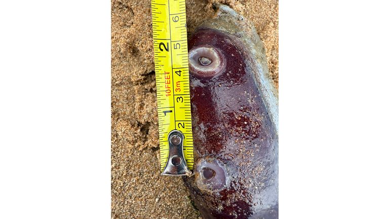 Pic: Dr Lauren Smith