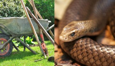 Snake Expert: The Illegal Mistake Getting Australians Bitten