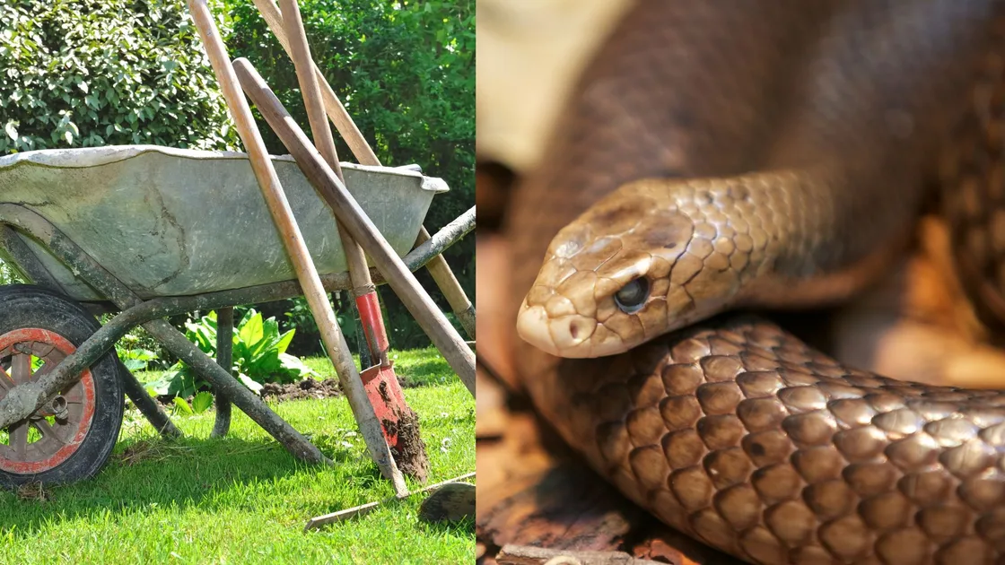 Snake Expert: The Illegal Mistake Getting Australians Bitten