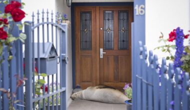 Snoozing sea lion gives St Clair mum a fright
