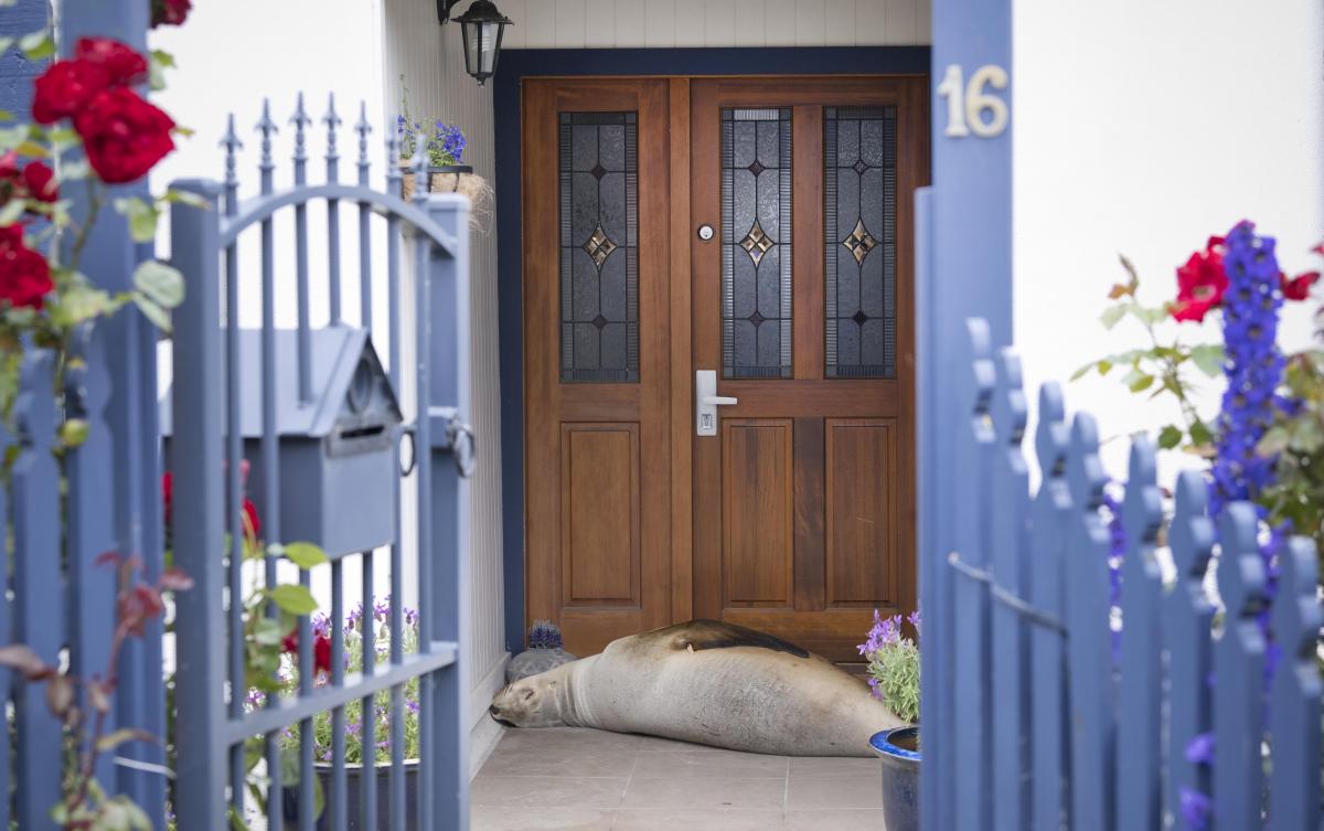 Snoozing sea lion gives St Clair mum a fright
