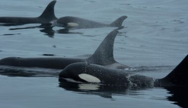 Orcas and dolphins team up to hunt salmon