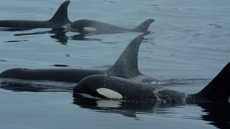 Orcas and dolphins team up to hunt salmon