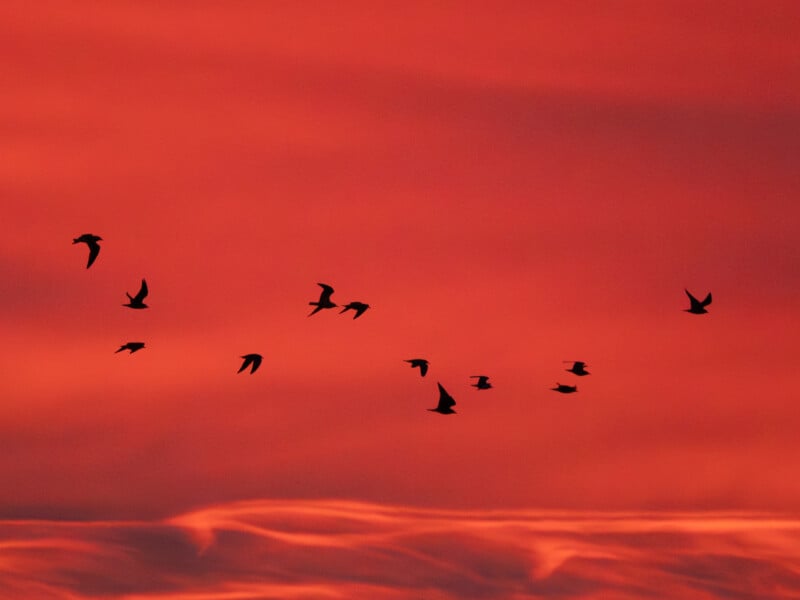 A flock of birds flies in silhouette against a vivid red and orange sky during sunset, with soft, wavy clouds near the horizon.
