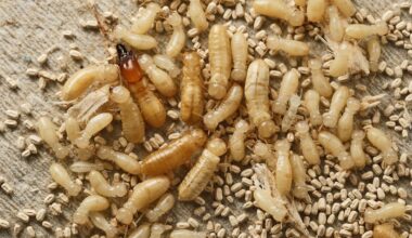 Poop tests reveal whether termites are attacking