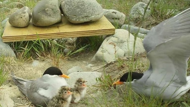 The nationally endangered black-fronted tern. 