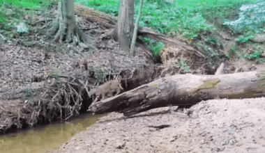 Trail Camera Reveals Unbelievable Footage Of Elusive Creature In Maryland