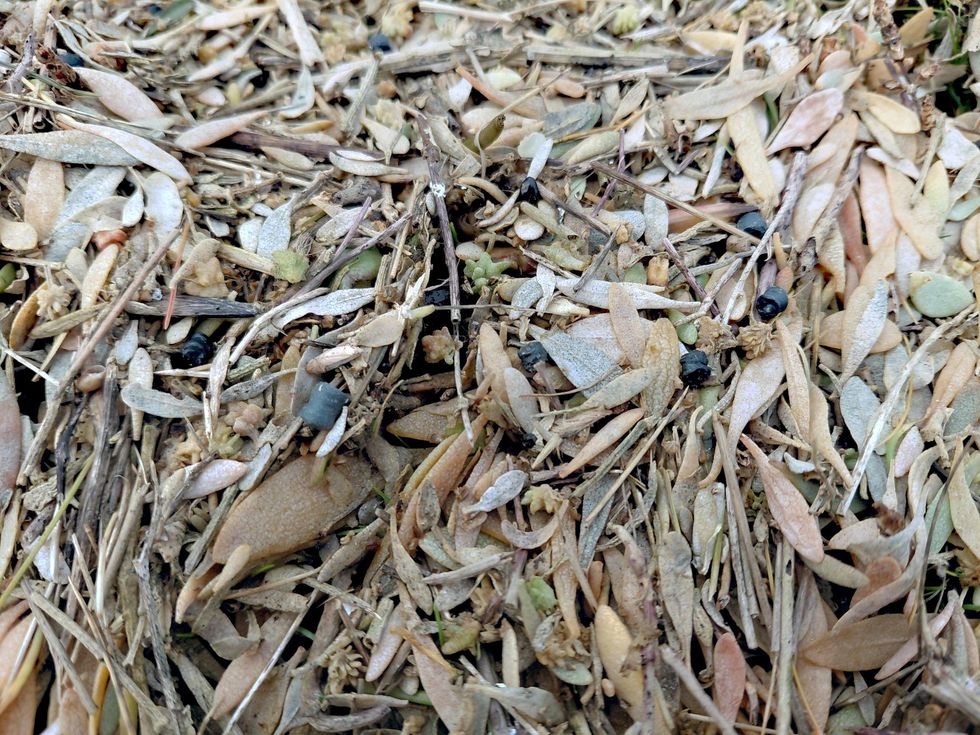 \u200b a collision between an oil tanker and a container ship in the North Sea in March spilling huge quantities of plastic resin pellets