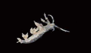 Scientists say they have discovered 20 new species deep in the Pacific Ocean : NPR