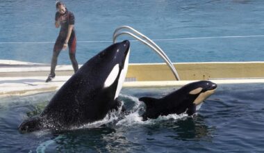 An adult and a baby orca in a pool at a marine park. Standing behind them is a woman in a wetsuit.