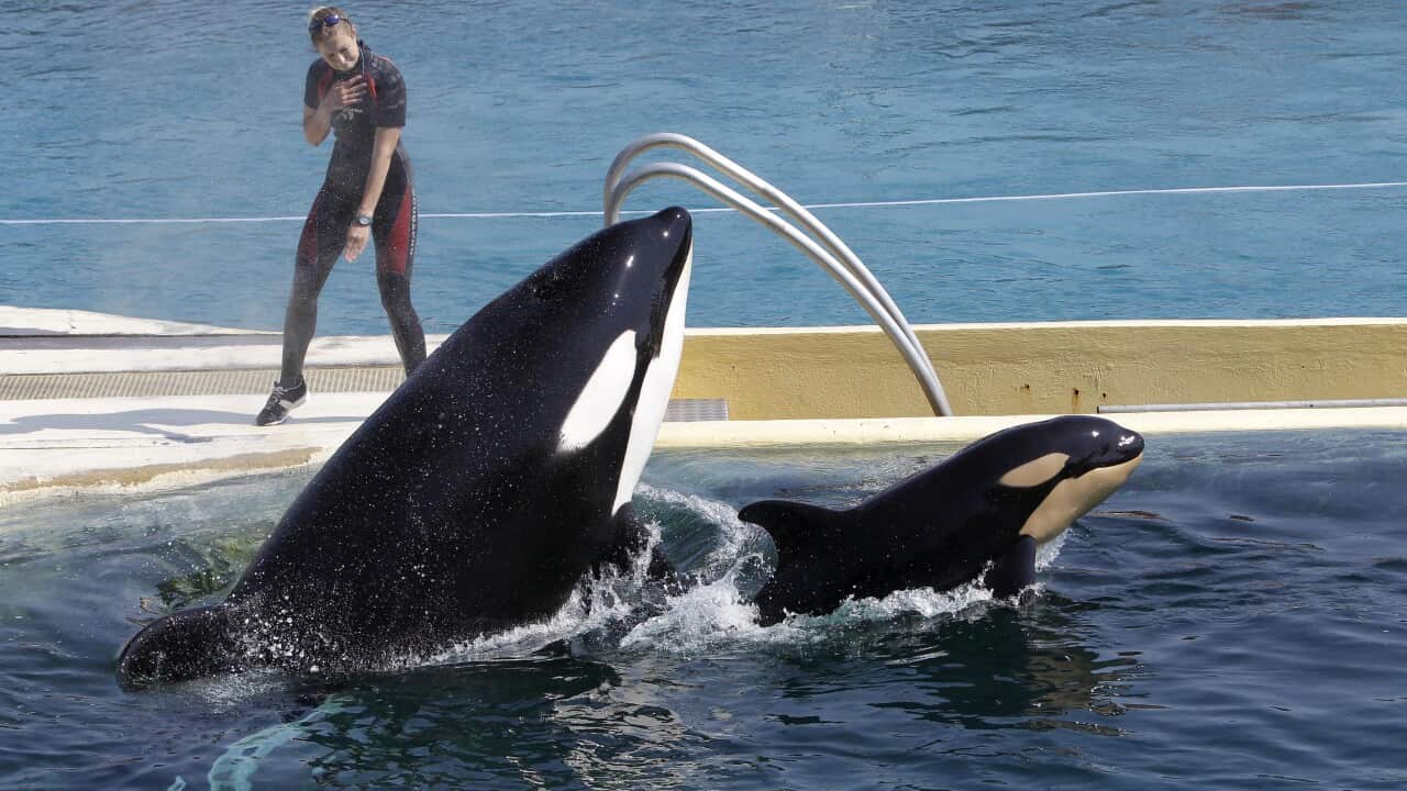 An adult and a baby orca in a pool at a marine park. Standing behind them is a woman in a wetsuit.
