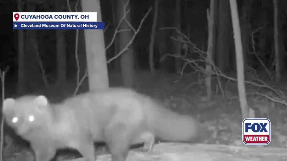 Trail camera spotted the first confirmed sighting of a fisher in Cuyahoga County, Ohio since the 1800s, according to Cleveland Metroparks.
