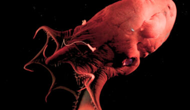 a vampire squid