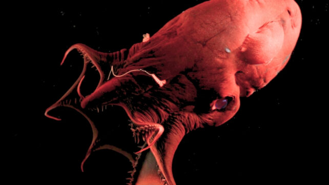 a vampire squid