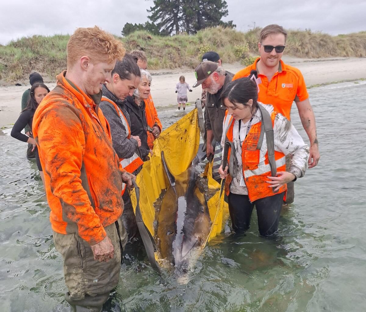 Keen-eyed KiwiRail workers rescue beached dolphin