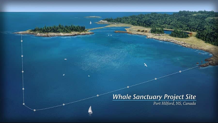 A computer-rendered graphic showing a stretch of ocean bordering on green, forested land. A square of the ocean is demarcated by white dashed lines. On the bottom right of the picture is text reading 'Whale Sanctuary Project Site: Port Hilford, NS, Canada'. 