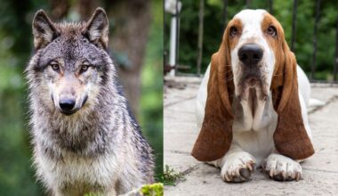 Why No Wild Animals Have Floppy Ears