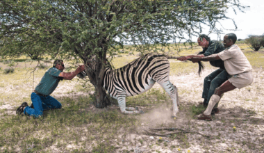 "You have to shoot the animal in the shoulder and wait about five minutes for the animal to get groggy and fall over."