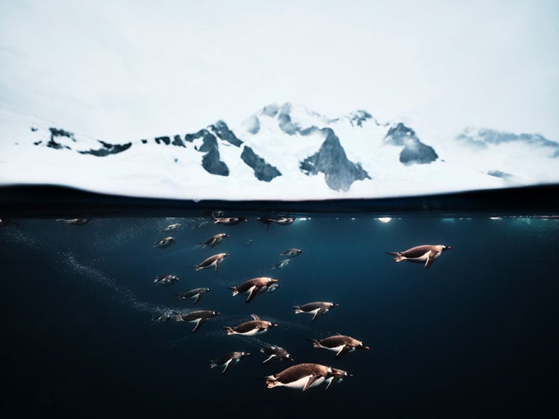 A group of penguins swims underwater near the surface, with snowy mountains and a cloudy sky visible above the waterline in the background.