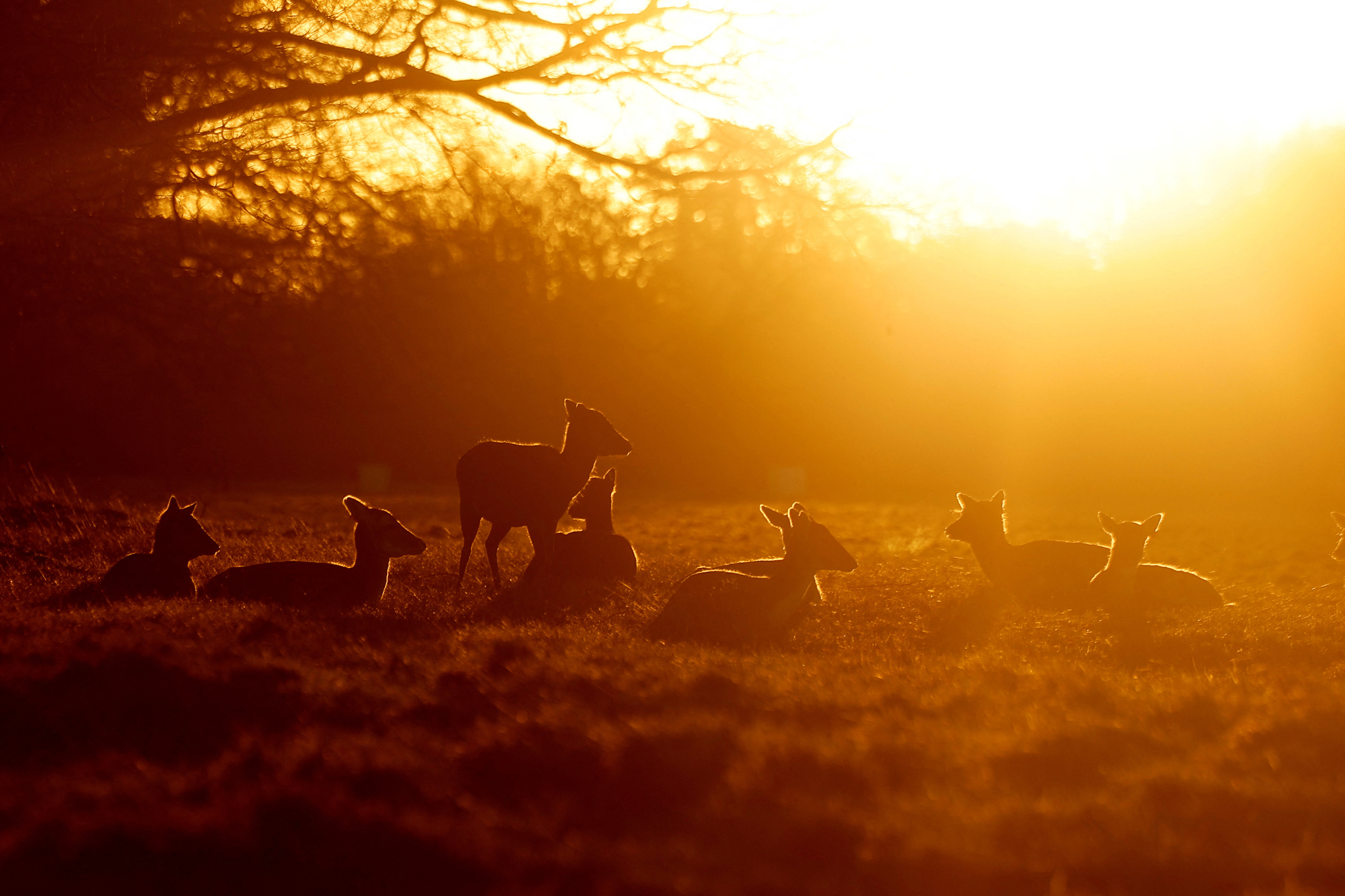 Fallow deer at sunrise, in Dublin