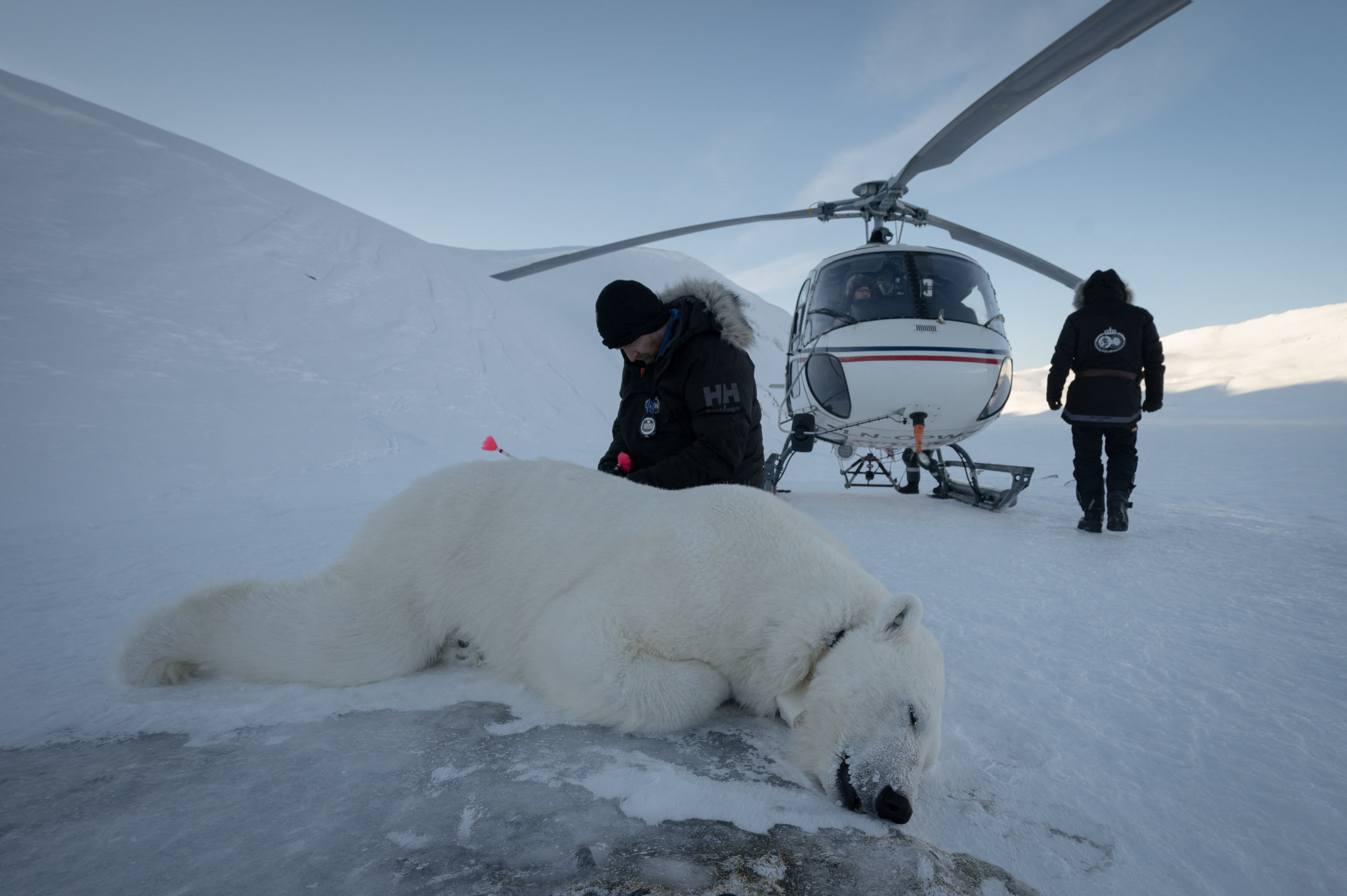 A veterinarian checks a sedated polar bear in a snowy, arctic landscape, with a helicopter nearby.