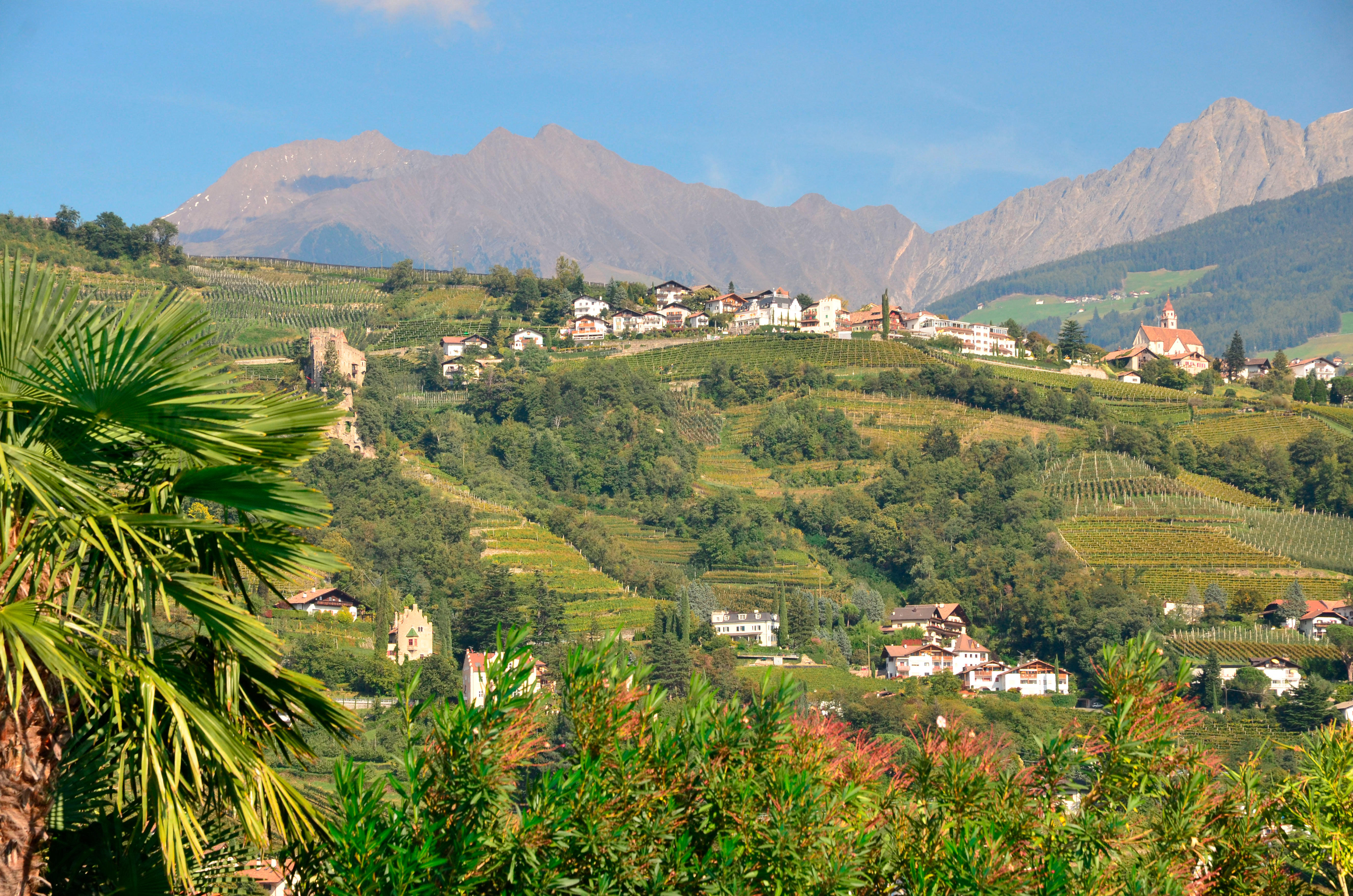 Vineyards and buildings on a hillside in Val Venosta, South Tyrol, Italy, with mountains in the background.