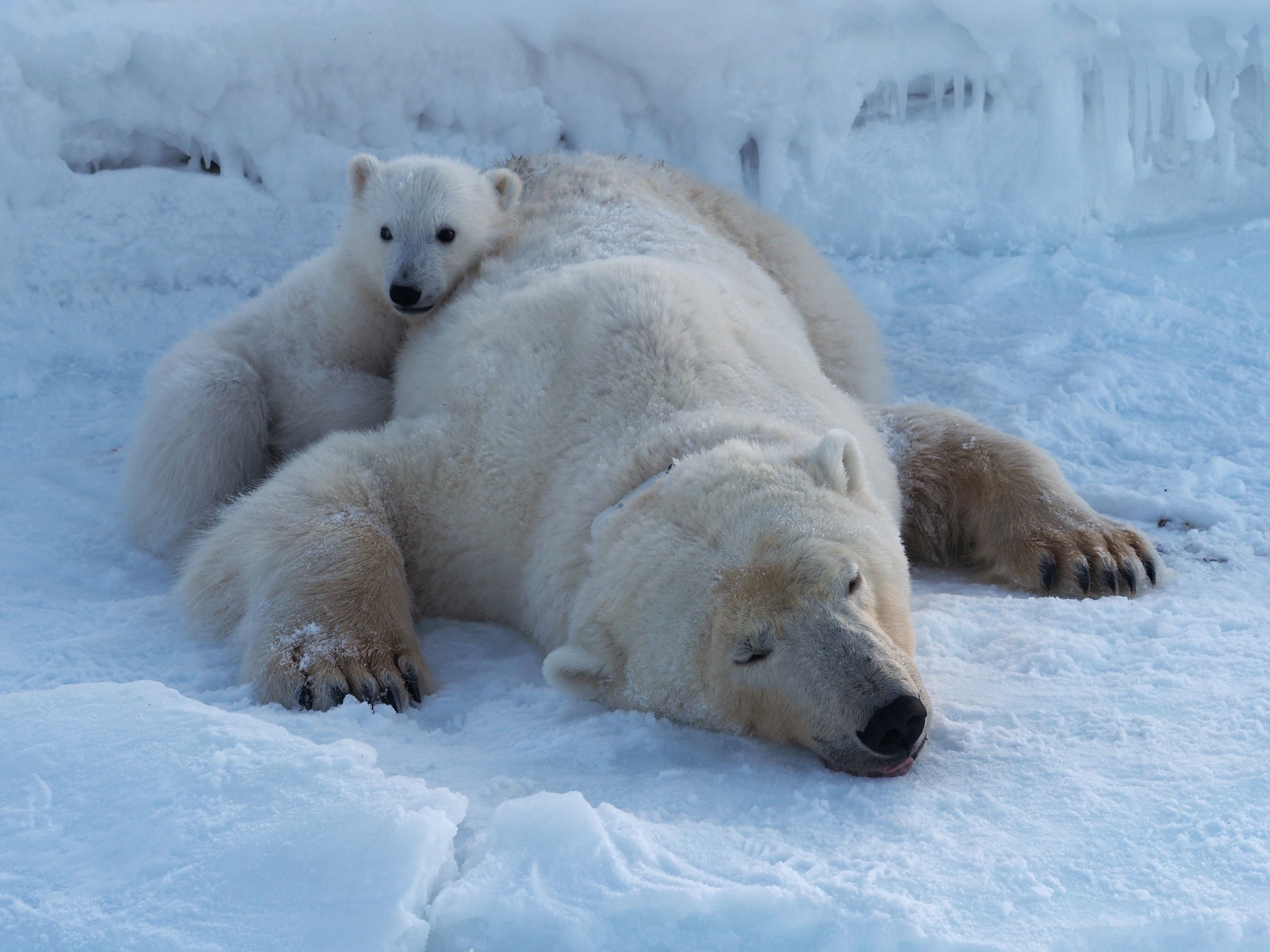 A sedated polar bear lies on the ice with its cub huddled against it.