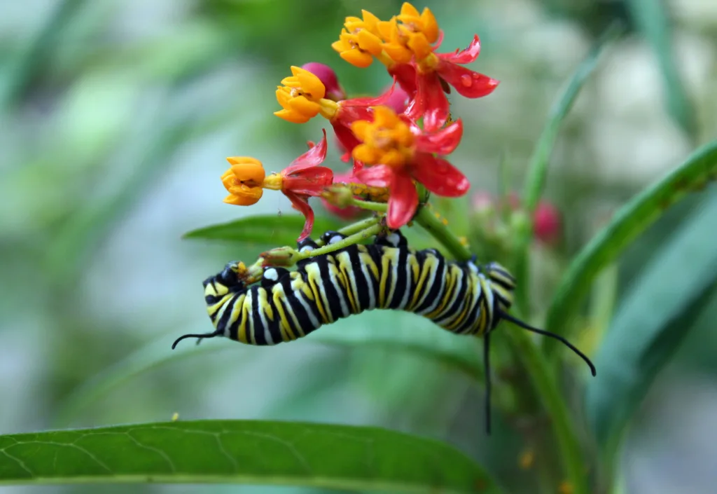 A monarch butterfly caterpillar feeds on tropical milkweed.