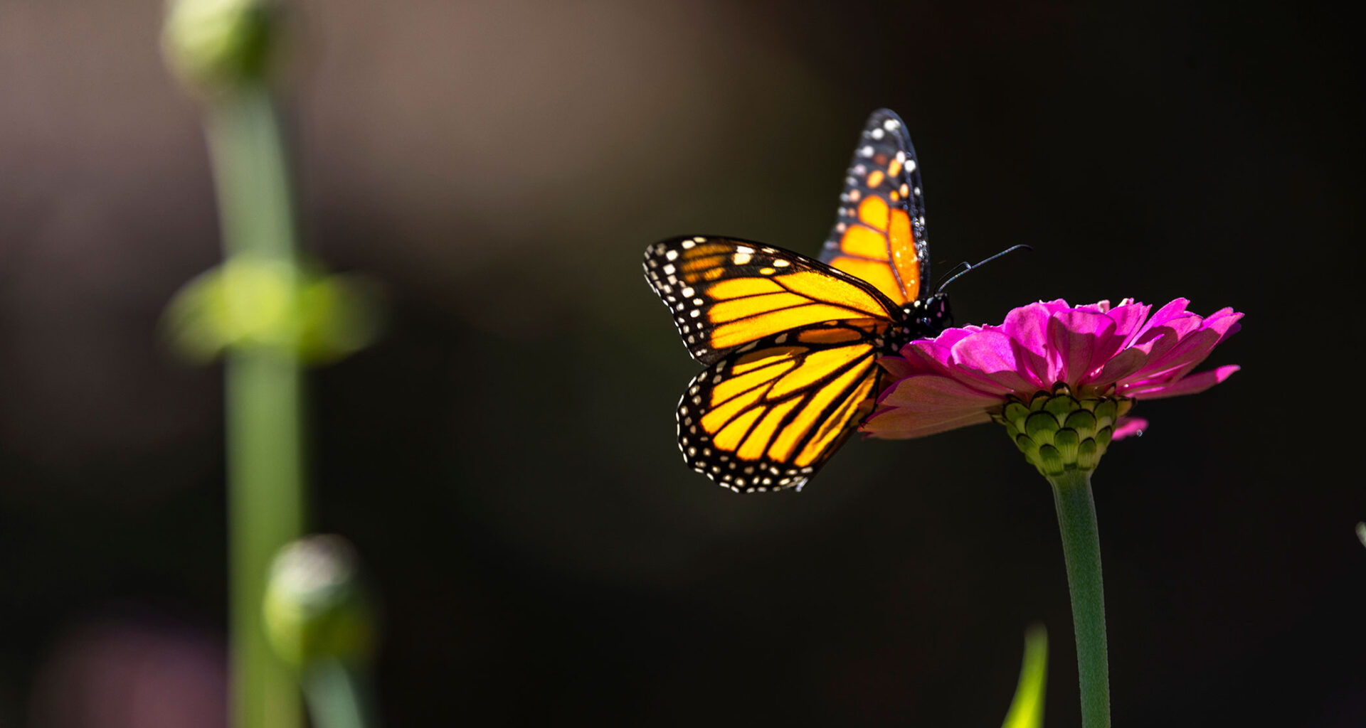 ‘A warmer world might be a sicker world for monarchs’