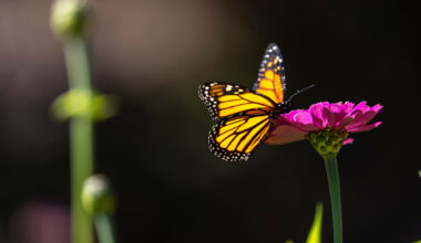 ‘A warmer world might be a sicker world for monarchs’