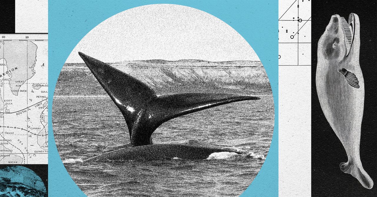 A North Atlantic Right Whale Baby Boom Is On—but the Species Remains at Risk