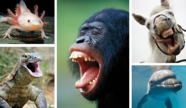 Animals experience joy. Scientists want to measure it